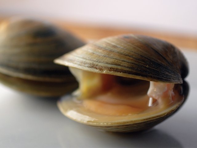 14035_cherrystone_clams_plate